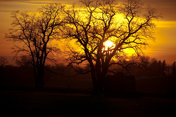 Sunset through trees
