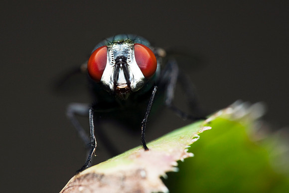 Fly Eyes
