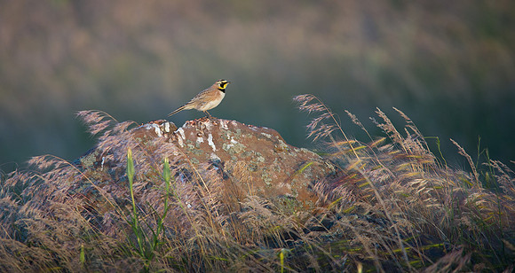 Horned Lark