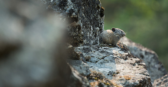 Pika