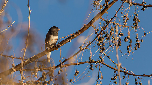 Dark-eyed Junco