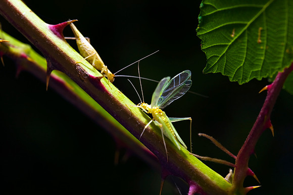 Tree Crickets courting