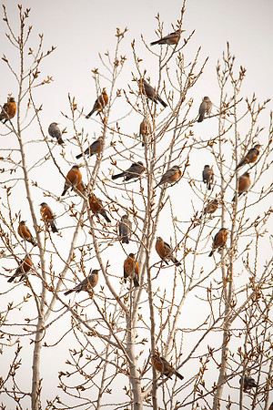 Flock of Robins