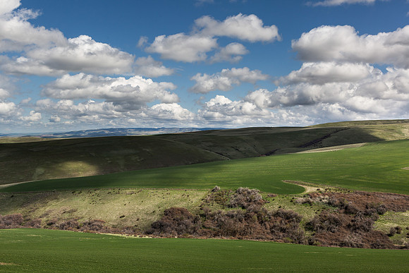 Foothills of the Blue Mountains
