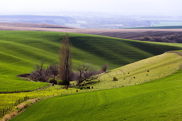 The Walla Walla Valley