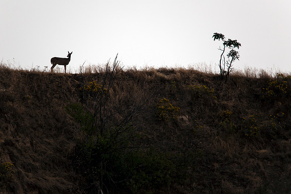 Seussian tree and deer