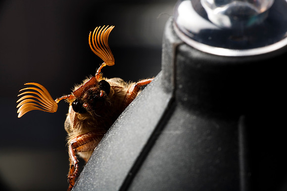 Ten Lined June Beetle