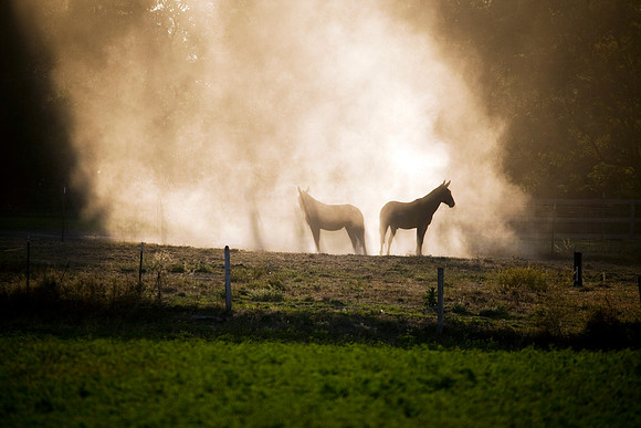Mules on Froghollow Rd