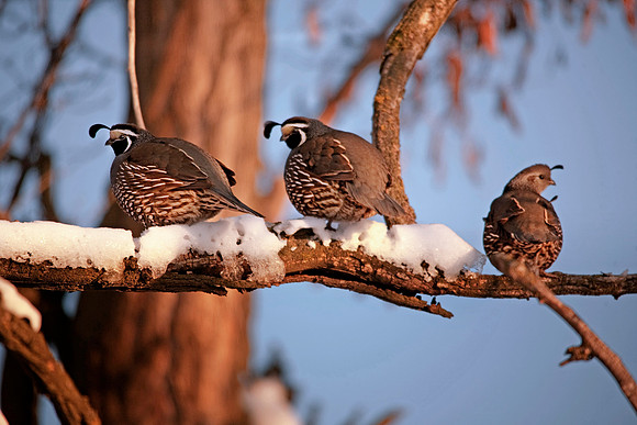 California Quail