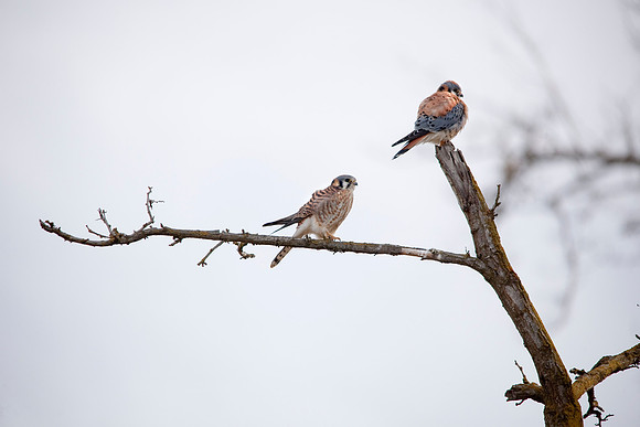 Pair of American Kestrels