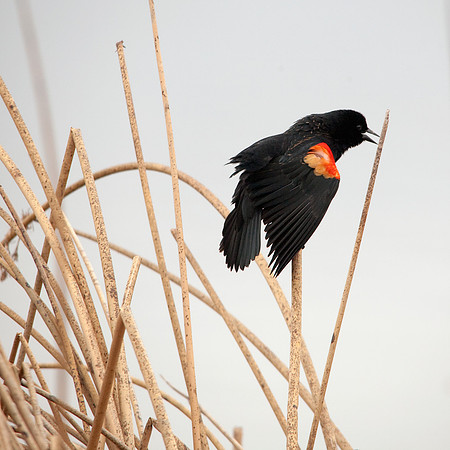 Redwing Blackbird