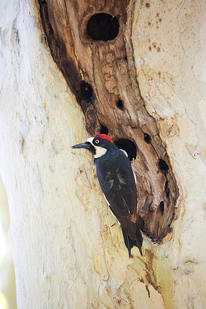 Acorn Woodpecker