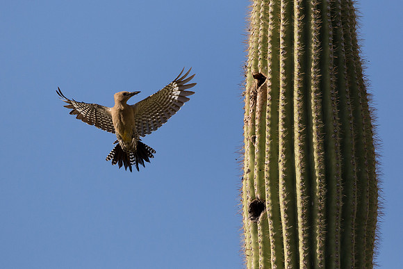 Gila Woodpecker
