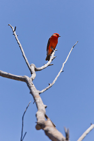 Vermillion Flycatcher