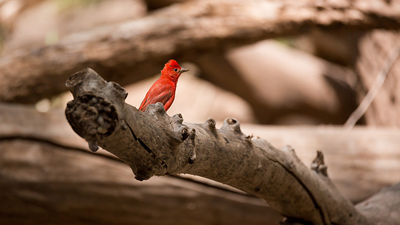 Summer Tanager