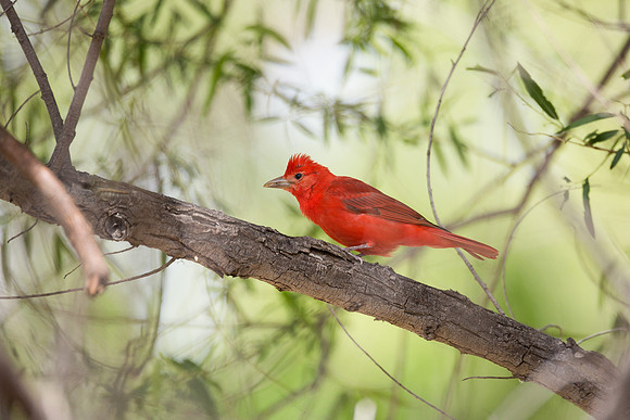 Summer Tanager
