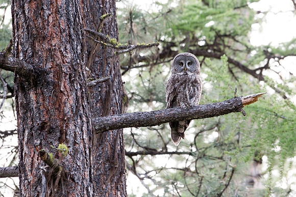 Great Gray Owl