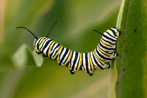 Monarch Butterfly Caterpillar