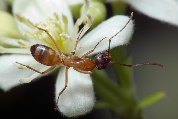 Ant