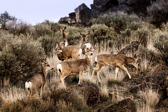 Whitetail Deer