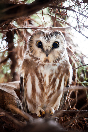 Saw-whet Owl