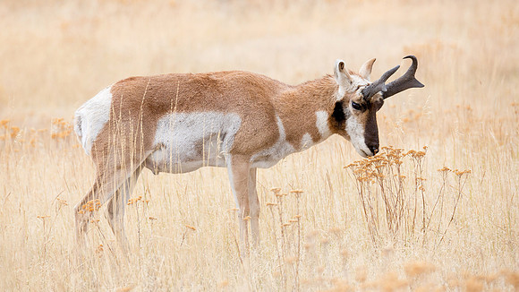 Pronghorn antelope in Montana