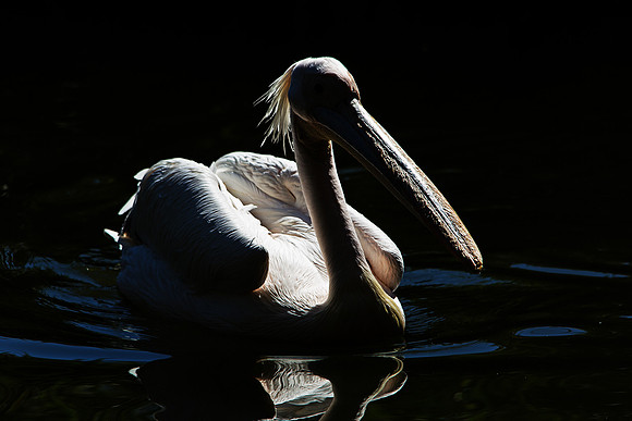 Pelican
