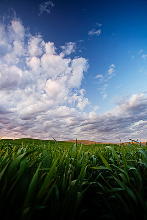 Clouds and wheat, Walla Walla
