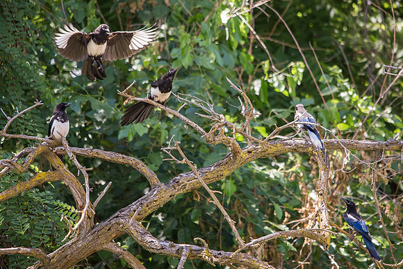 Magpies in my backyard