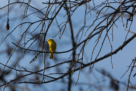 American yellow warbler