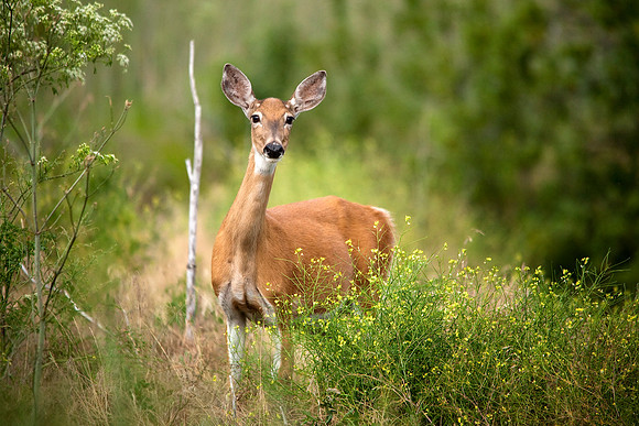 Whitetail Deer