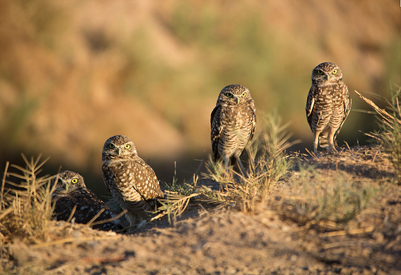 Burrowing Owls
