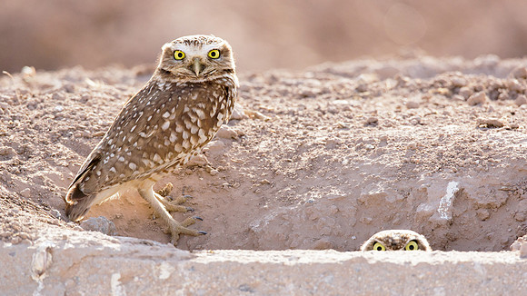 Burrowing Owls