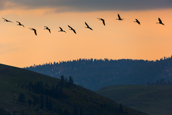 Sandhill Cranes over the Wallowa Mountains