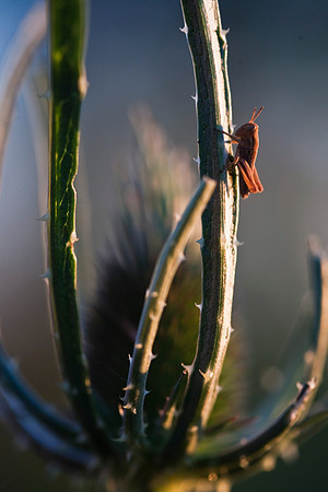 Grasshopper on thistle