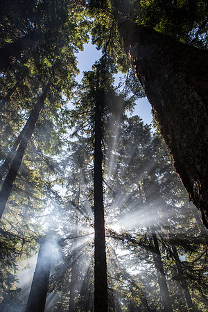 Sunlight at Mt Rainier campsite