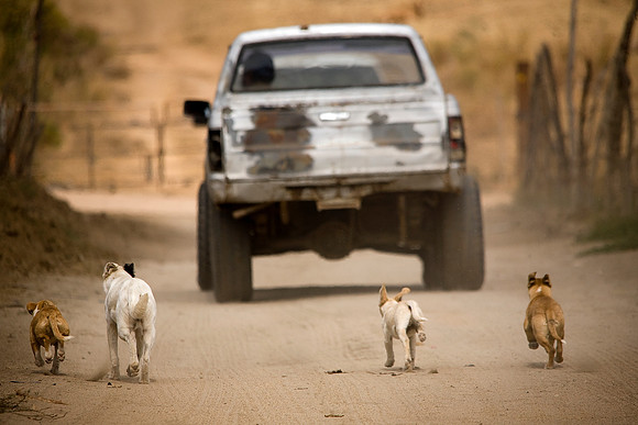 Dogs following their master in Mexico