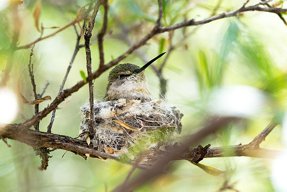 Hummingbird on nest in Arizona