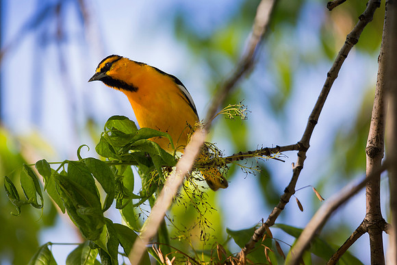 Bullock's Oriole