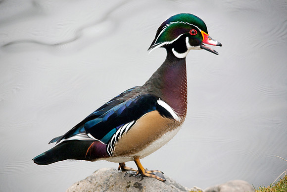 Wood Duck