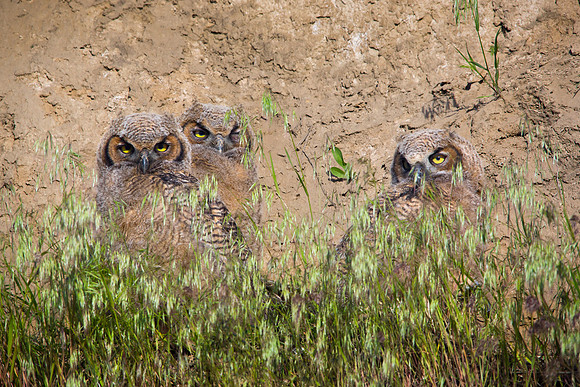Great horned owlets