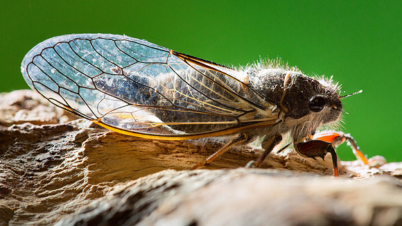 Cicada (Platypedia areolata)