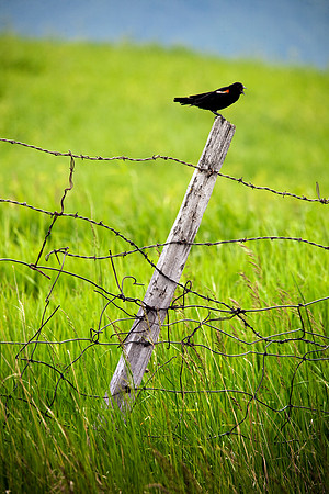 Redwing Blackbird