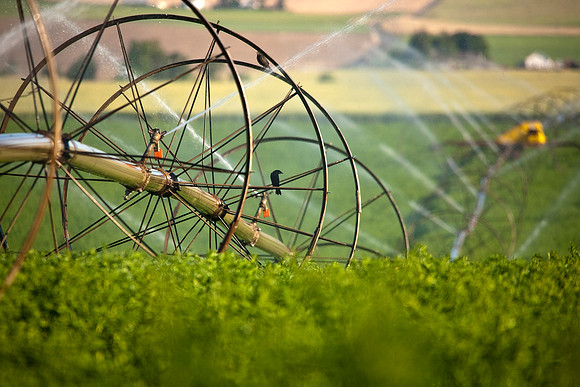 Sprinklers in Alfalfa field