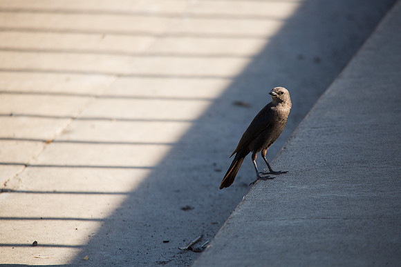 Female brown-headed cowbird