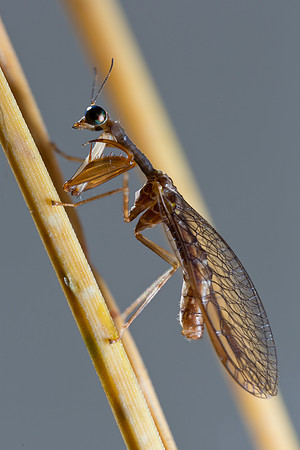 Mantisfly
