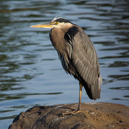 Great blue heron