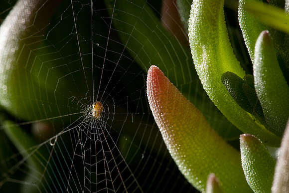 Spider web on ice plant