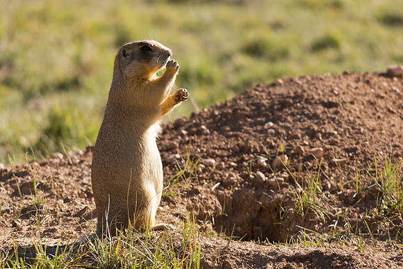 Prairie Dog