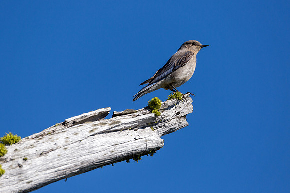 Mountain Bluebird